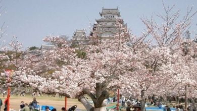 Kebudayaan Hanami: Tradisi Indah Menikmati Bunga Sakura di Jepang 8 8a5e935c9382f746a334966f8588ffba